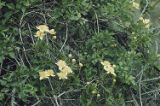 Pipestem clematis