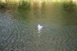 Bufflehead