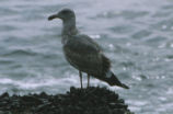 Immature western gull