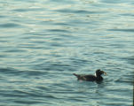 Surf scoter
