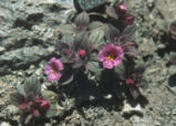 Johnston's monkeyflower