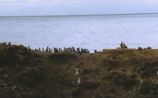 Common murre colony and western gulls