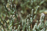 Virginia glasswort