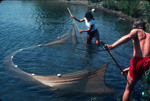 Students seining fish