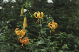Turk's-cap lily