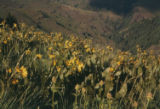 Balsamroot