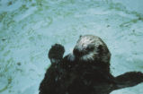 Sea otter