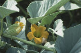 Missouri gourd