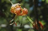 Leopard lily