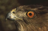 Cooper's hawk