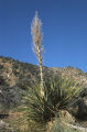 Parry's beargrass