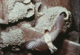 Cliff swallow