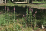 Fireweed