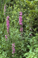 Purple loosestrife