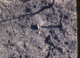 Burnt soil under Chaparral