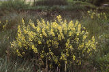 Yellow bush lupine