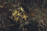 Common goldenstar