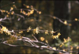 American witchhazel