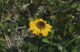 Coastal sneezeweed