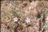 Catchfly prairie gentian