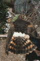 Northern harrier