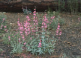 Sunset Crater beardtongue