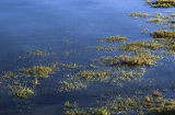 Virginia glasswort