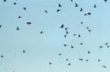 Northern pintails