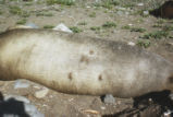 Northern elephant seal