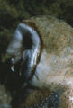 Barn owl