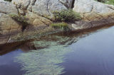 Narrowleaf bur-reed