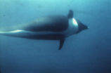 Northern right whale dolphin