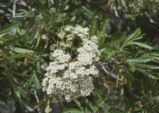 Fern-leaf Catalina ironwood
