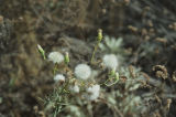 Fluffy white flower