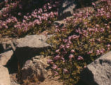 Cliff beardtongue