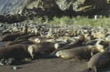 Northern elephant seal