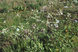 Cultivated radish