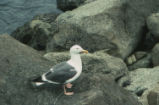 Western gull