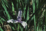 Douglas iris