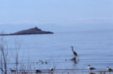 Great blue heron