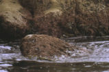 Black turnstone