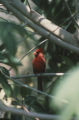 Cardinal