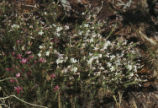 Granite prickly phlox