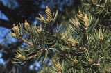 Singleleaf pinyon