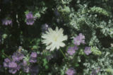 Distant phacelia and white tackstem