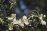 Apache plume