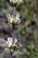 White sage