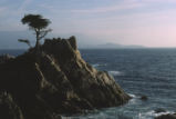 Lone Cypress