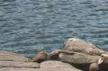 Collared lizard