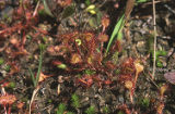 Roundleaf sundew